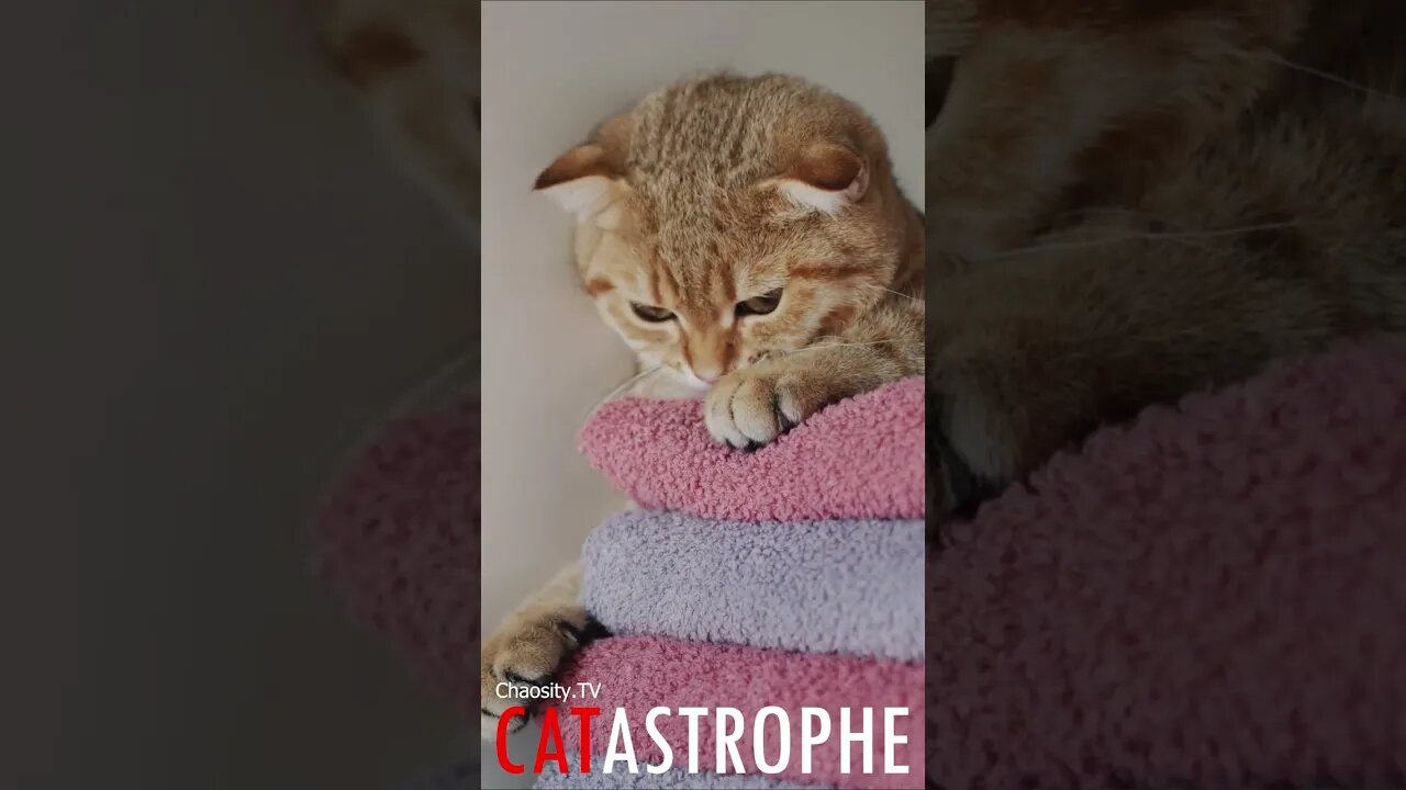 #CATASTROPHE - Soft Kitty