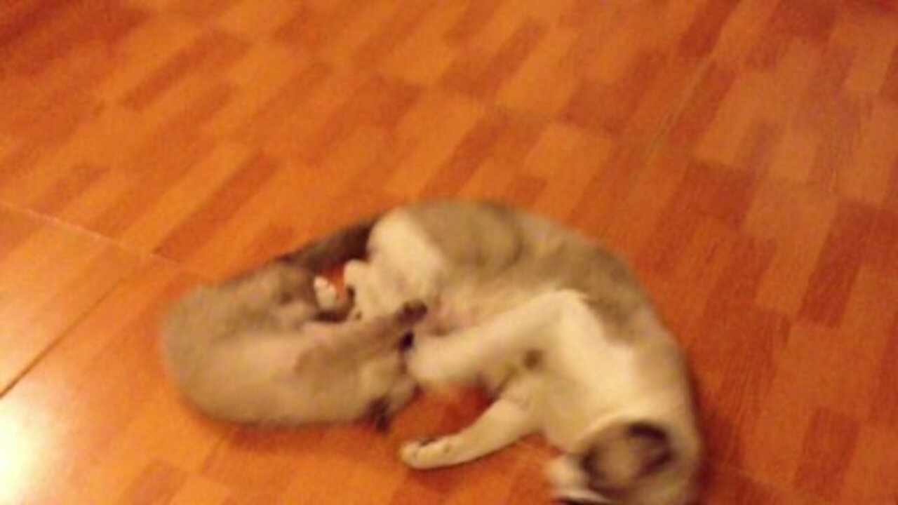 Siamese cat and her kittens playing