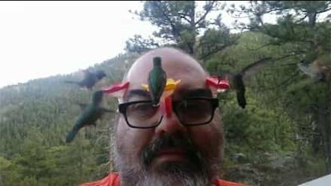 Man feeds hummingbirds using his own head