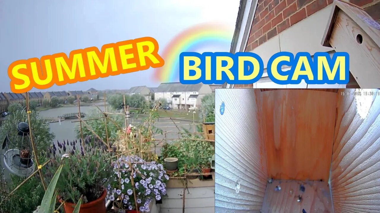 22/07/23🏴Bird Nest Box - Juvenile BlueTits & Sparrows Visit