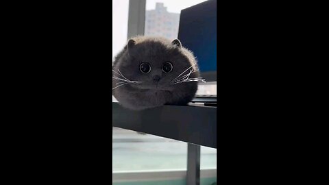 cute cat #video#virel