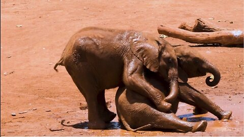 Baby Elephants Playing In The Mud