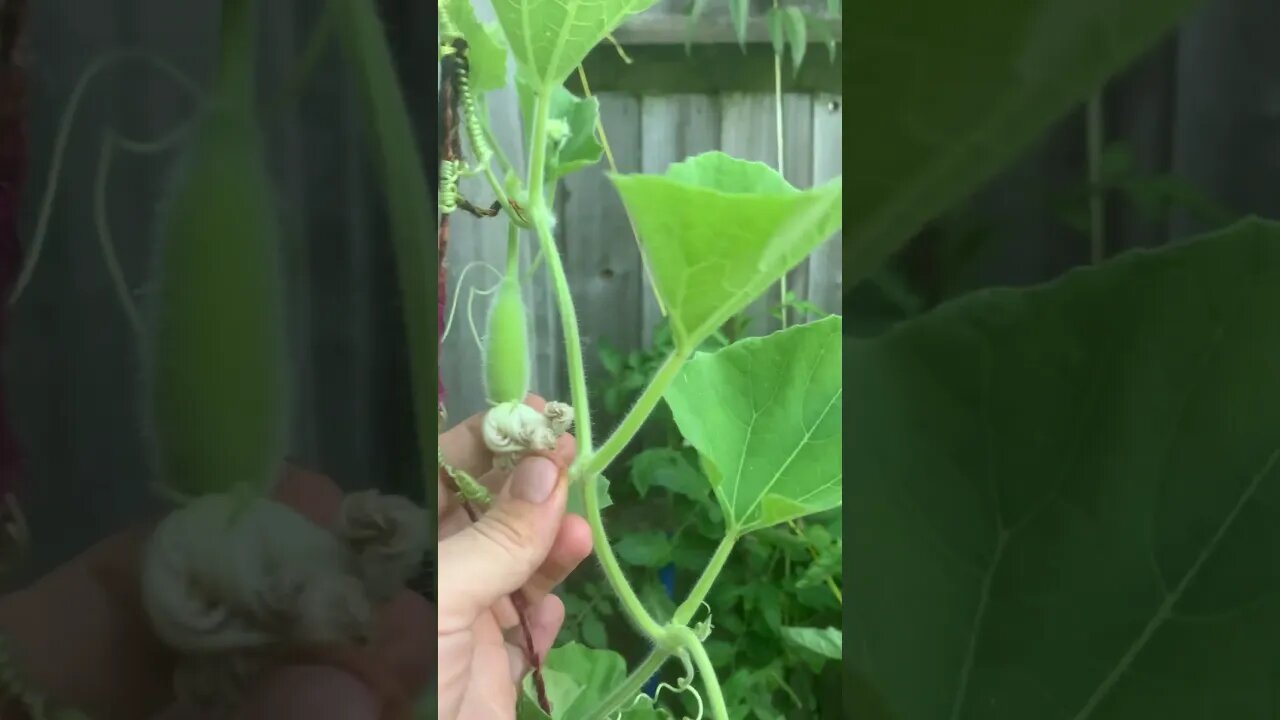 I have little pumpkins in my garden #gardening