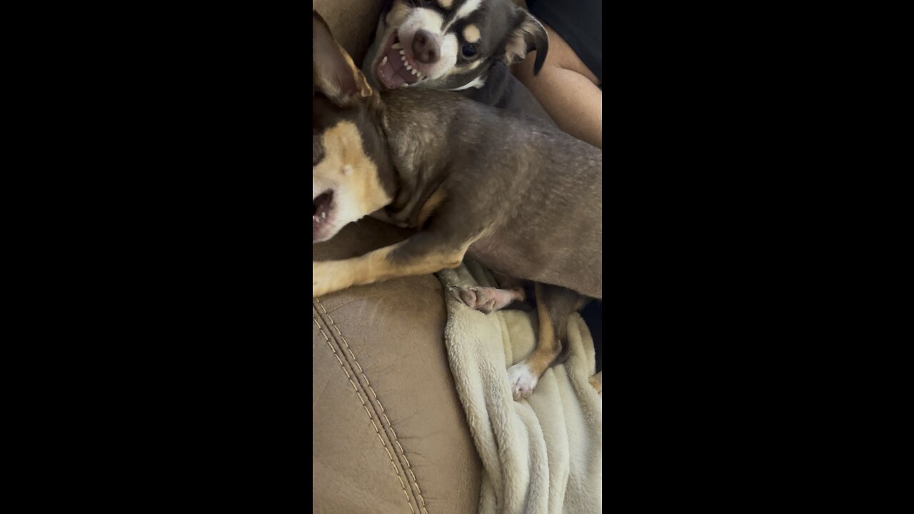 2 crazy 😜 chihuahuas