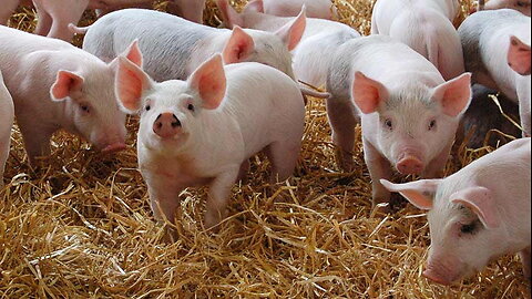 How a living family of pigs