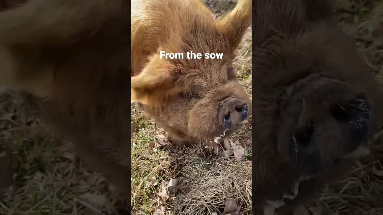 KuneKune Boar Darby is fired up! #kunekune #farmlife #pigs