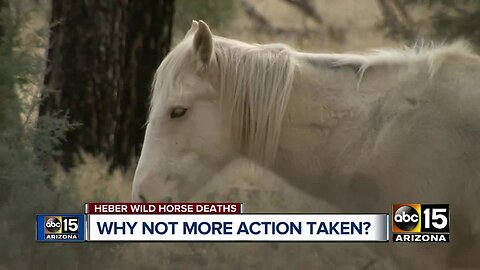 Arizona photographer claims to witness wild horses being shot