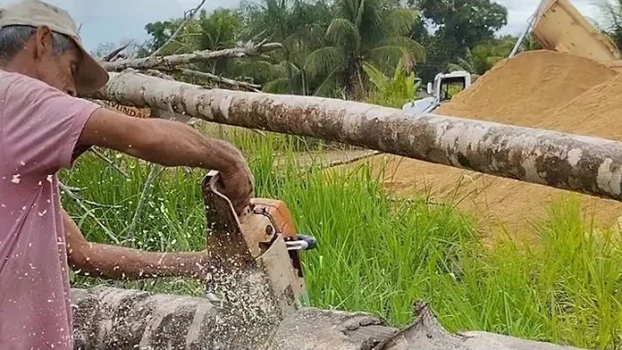 Cutting a Fallen Tree... #chainsaw