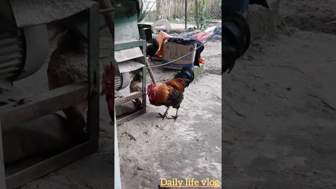 The rooster is luring the hen
