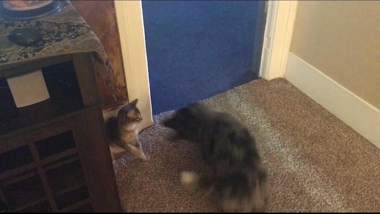 Puppy vs Kitten Boxing Match