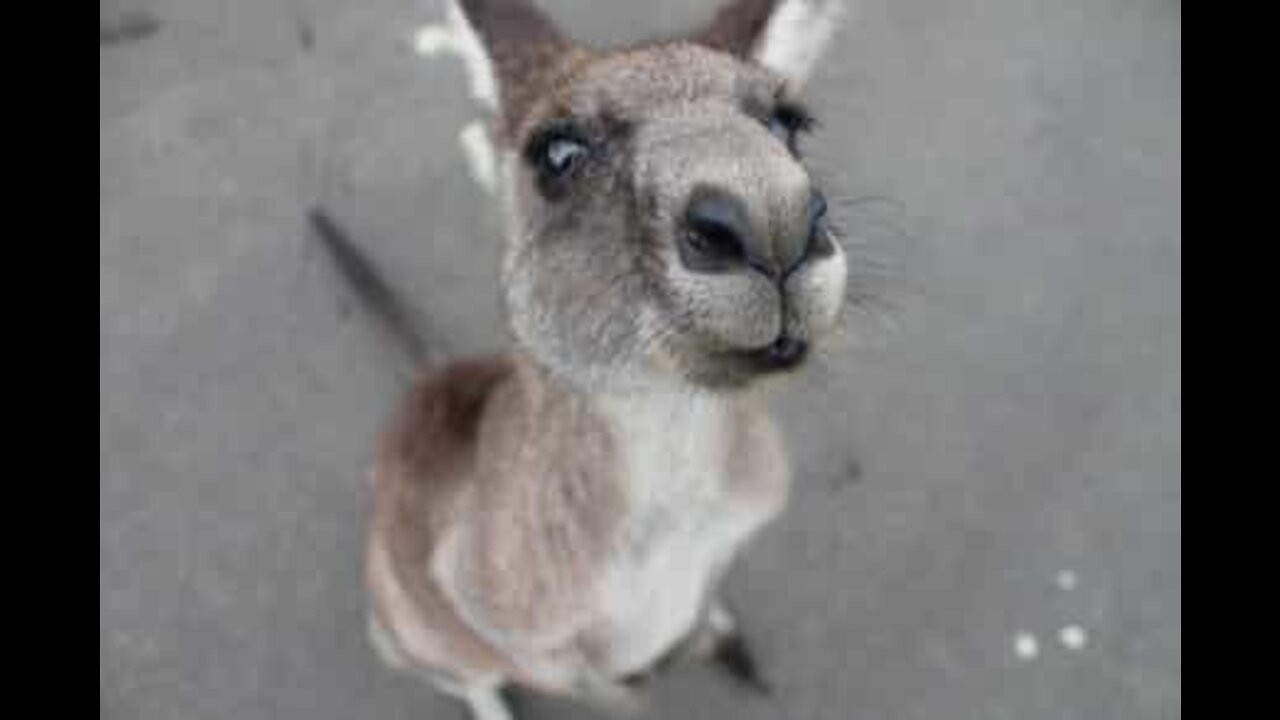 Un wallaby interrompt le trafic sur Harbour Bridge à Sydney