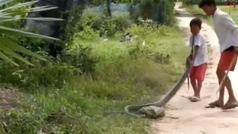 Children encounter with a big snake and this happened | How to catch a big snake