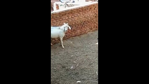 funny animals🤣🤣