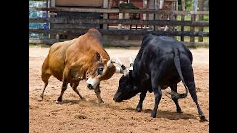 Two Bull fights