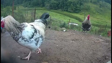 Farm surveillance of birds - our dear chicks are becoming roosters!