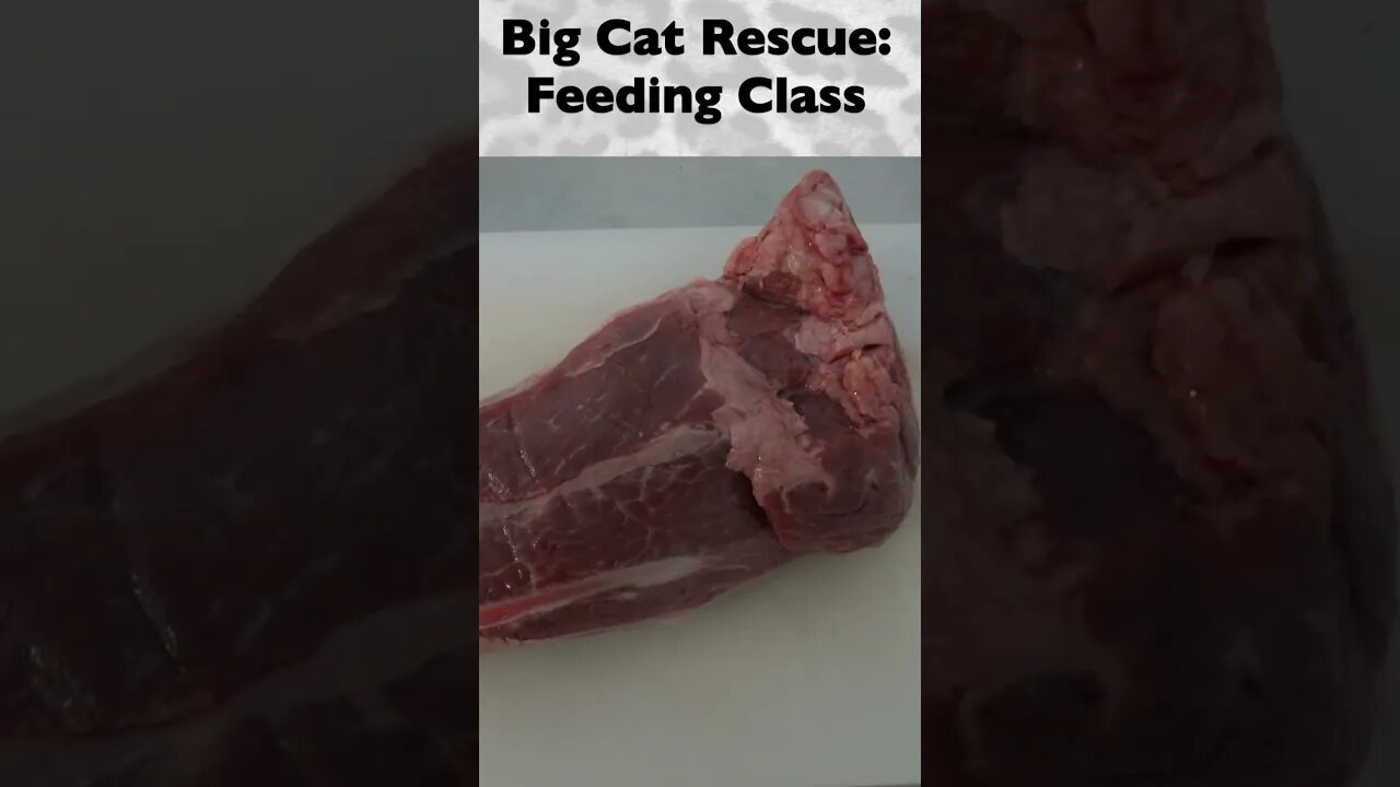 Feeding Class, part 1 of 12 @ Big Cat Rescue