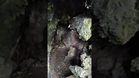 Rangitoto Island lava cave