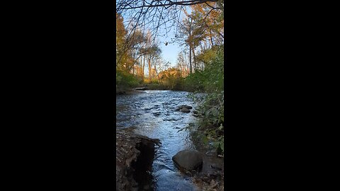 Fall river vibes - relaxing nature video #puremichigan #Stream #fallvibes