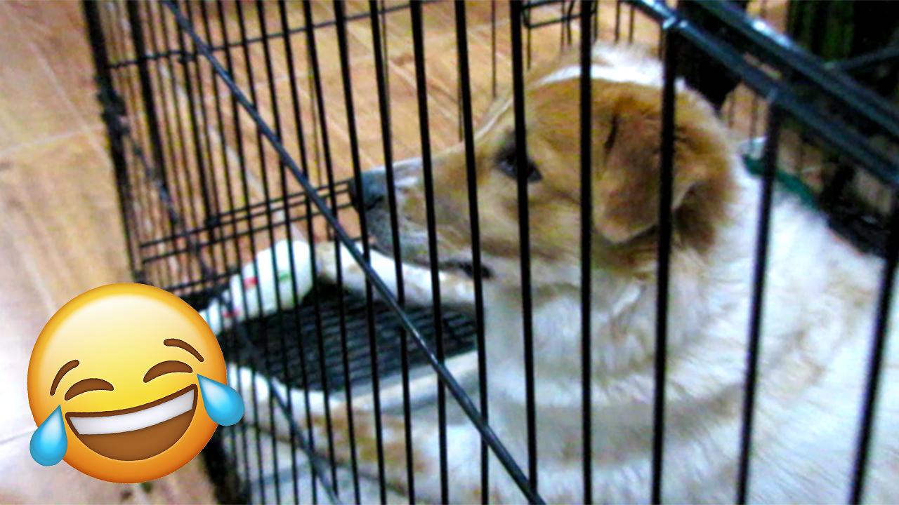 A DOG WATCHING TV MEET "DIGONG"