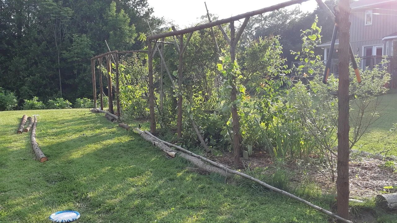 Building a natural raw cedar pergola as a trellis for a grape tunnel