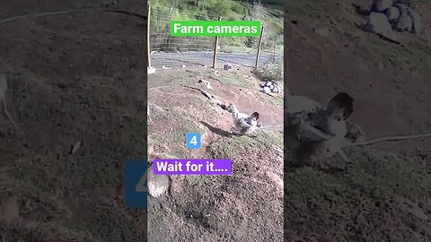 Farm cameras: monitoring animals