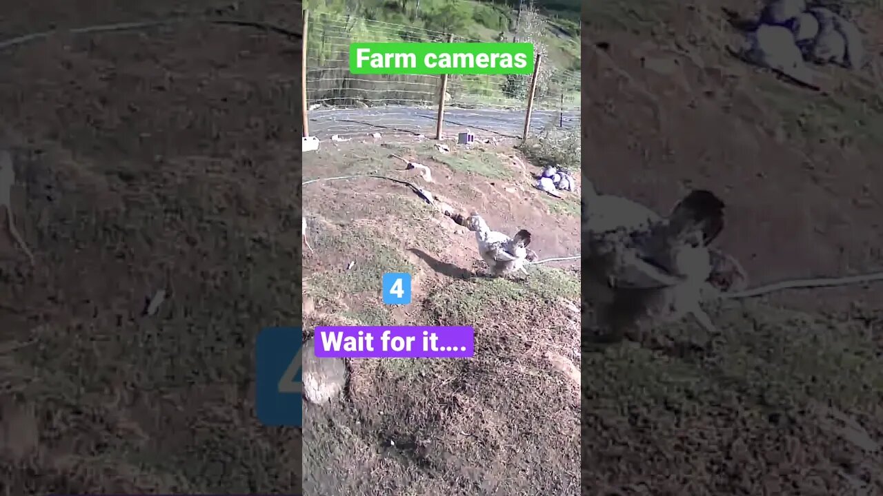 Farm cameras: monitoring animals