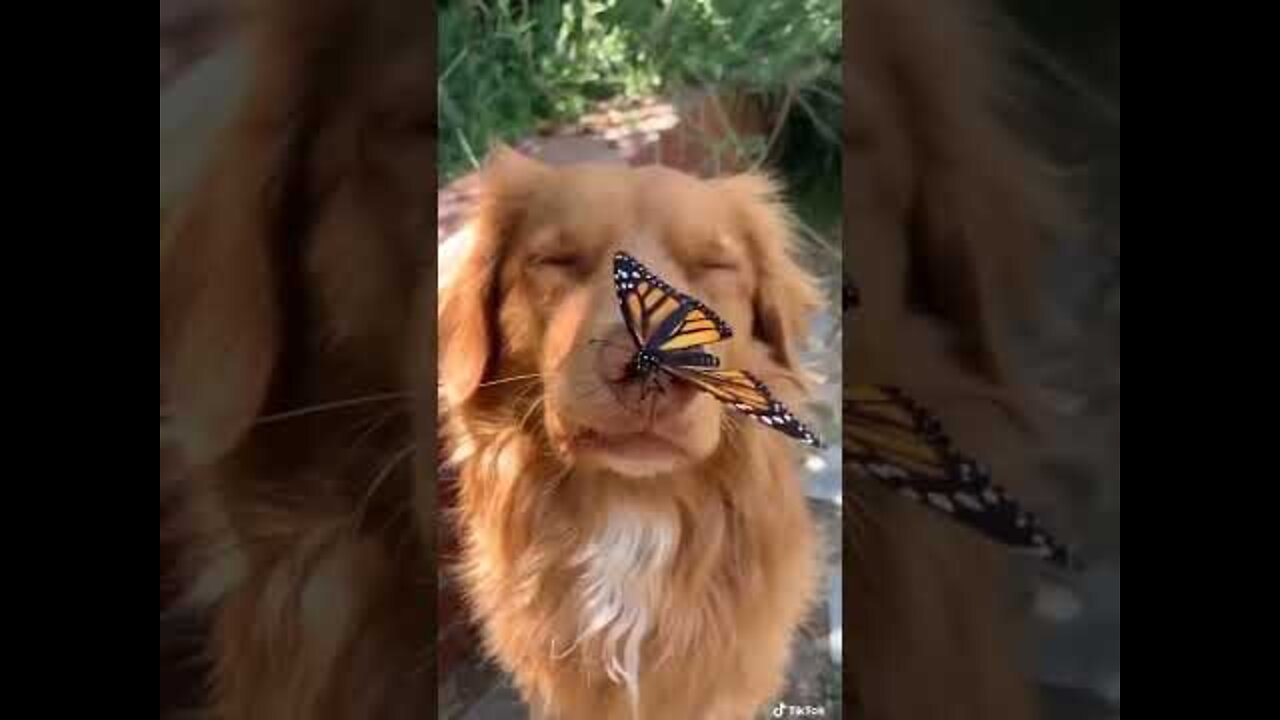 Cute dogs - Baby Dogs - Cute and Funny Dog videos - Funny Face #shorts #dog #short