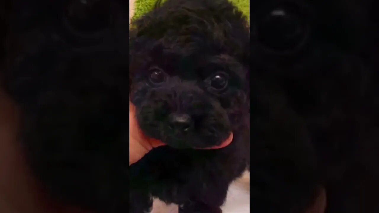 Funniest Cat and Dog Videos Compilation #100 #shorts