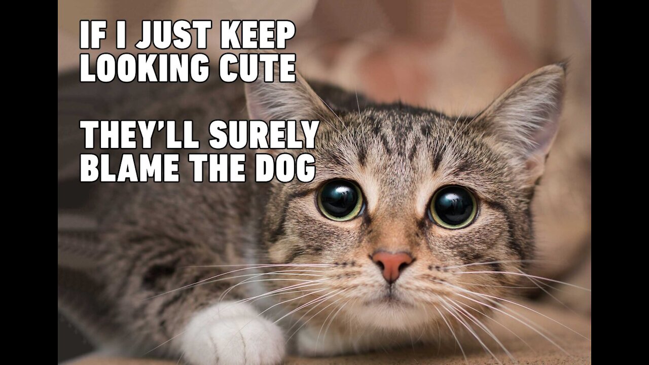 Funny moment Cats 😂 😹🥰
