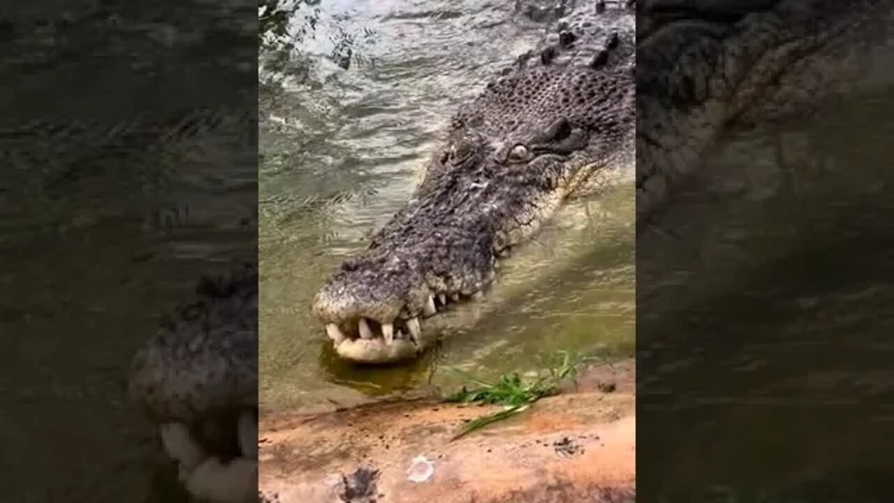 Brincando com o perigo 😱😱😱