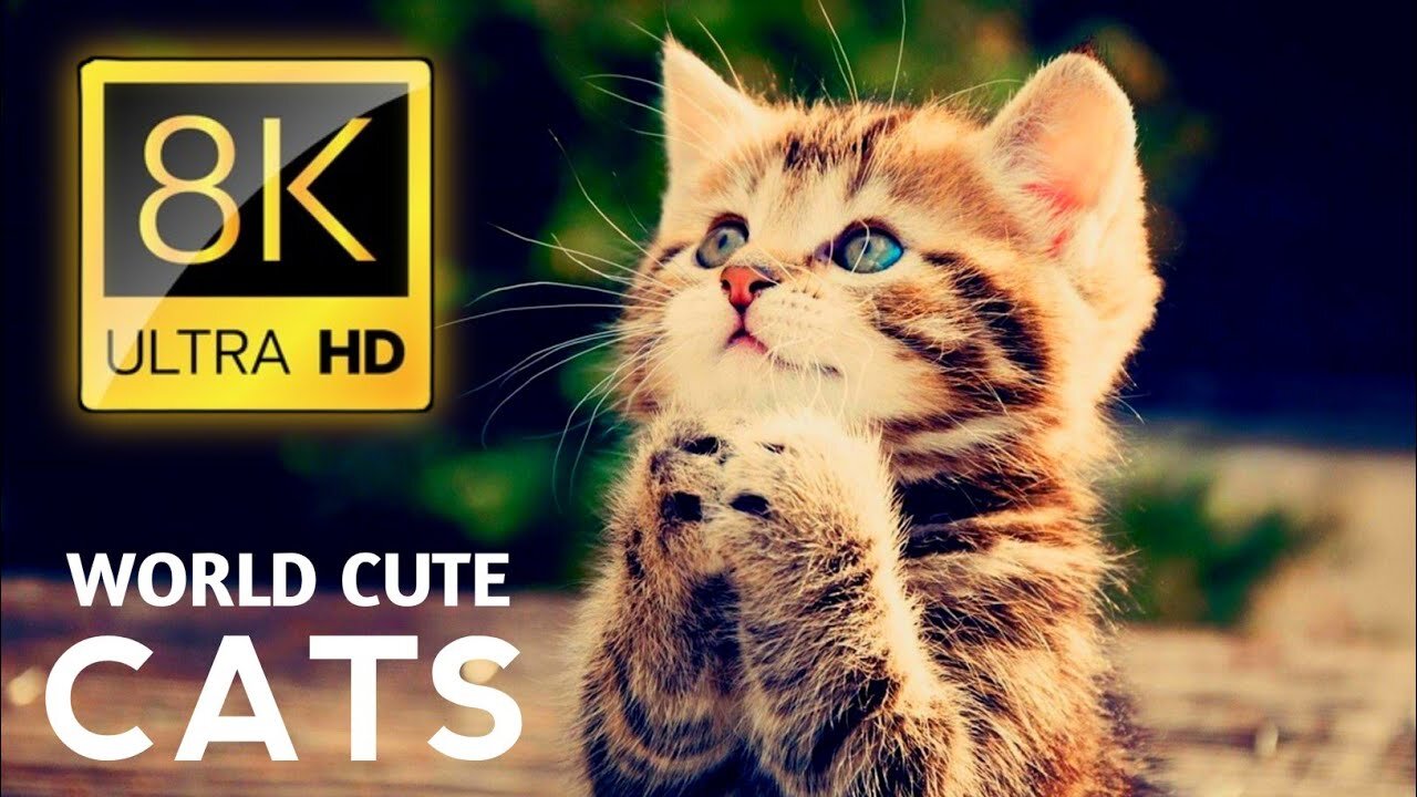 Would Amazing Cute Cats Collection in 8k Ultra Hd