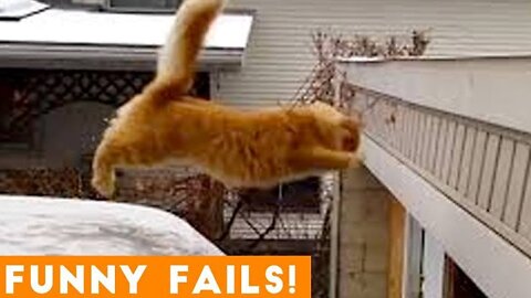 Funny Animal Videos 2022! 😂 Best Dogs & Cats Videos