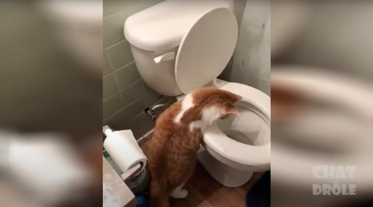 Cat learns how to flush the toilet