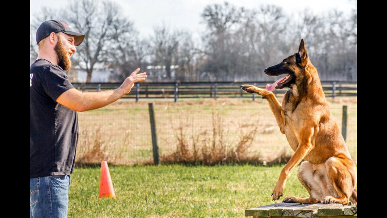 How to train your dog into a guard dog (EASY STEP BY STEP TRAINING)