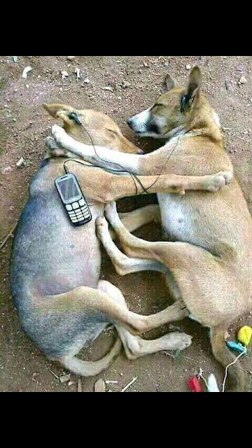 How to train your dog to protect its owner