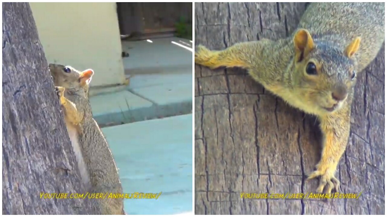 Adorable squirrel climbing tree // so adorable🥰