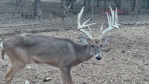 Amazing Bucks! Whitey and Prince Charming! January 21st