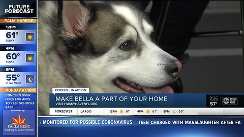 Rescues in Action Feb. 29 | Bella needs lifelong pal