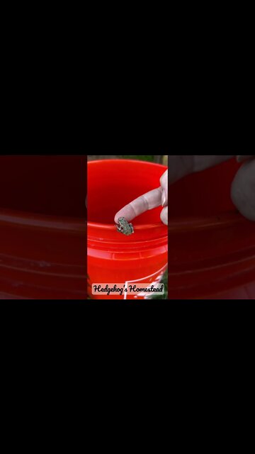 Beautiful silvery tree frog #hedgehogshomestead #treefrog