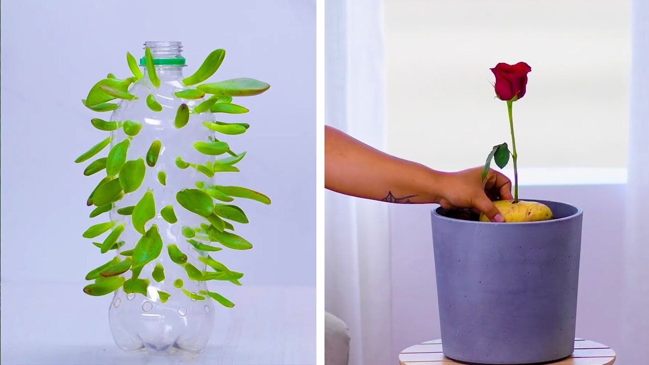 We're Rooting for These 12 Clever Plant Hacks! | DIY Gardening and Plant Tips by Blossom