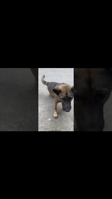 Dogs having fun, a normal day in Vietnam #dog #shorts