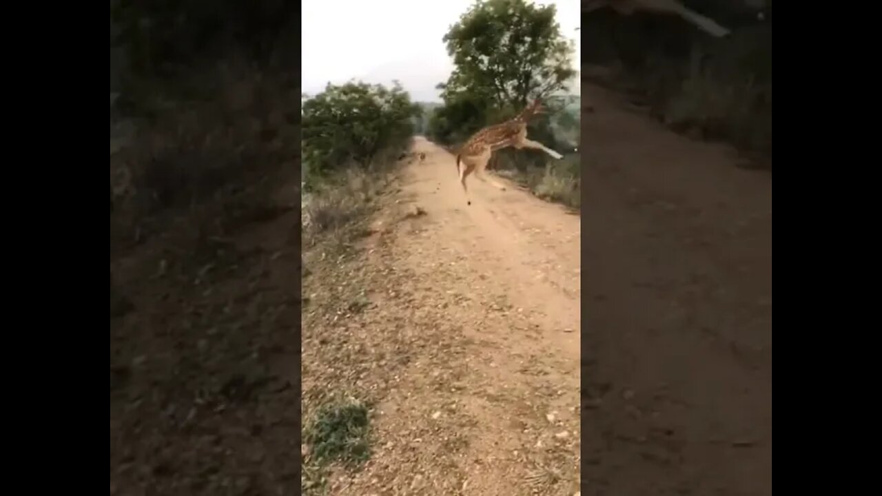 Deer Jumping