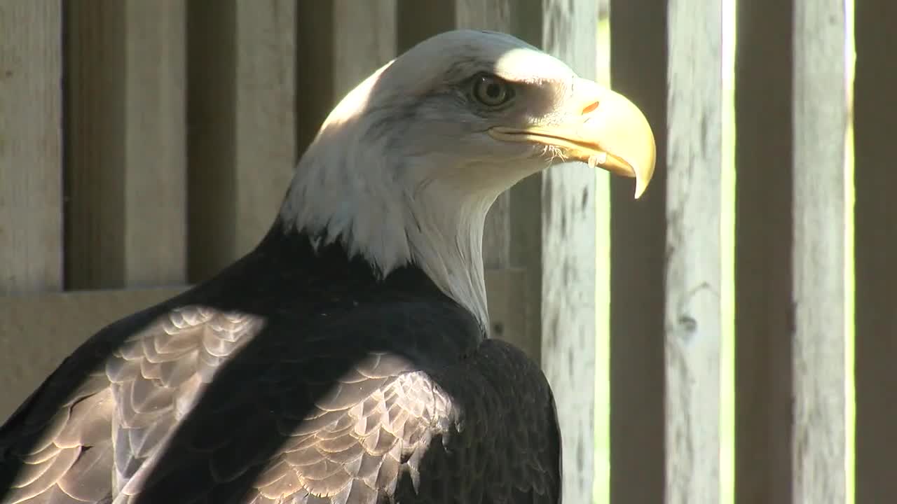 Sanctuary eagles serve sacred purpose to Native Americans