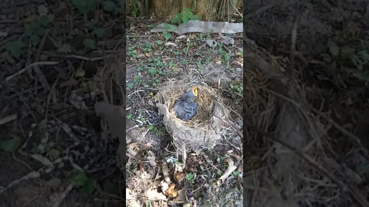 Baby Bird with a new Home