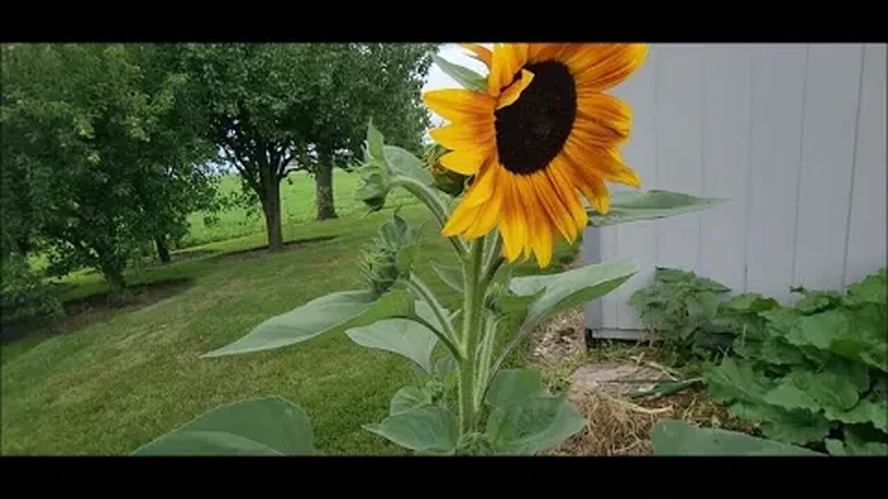 Quick Garden Update July 8, 2023 Potato Blight...