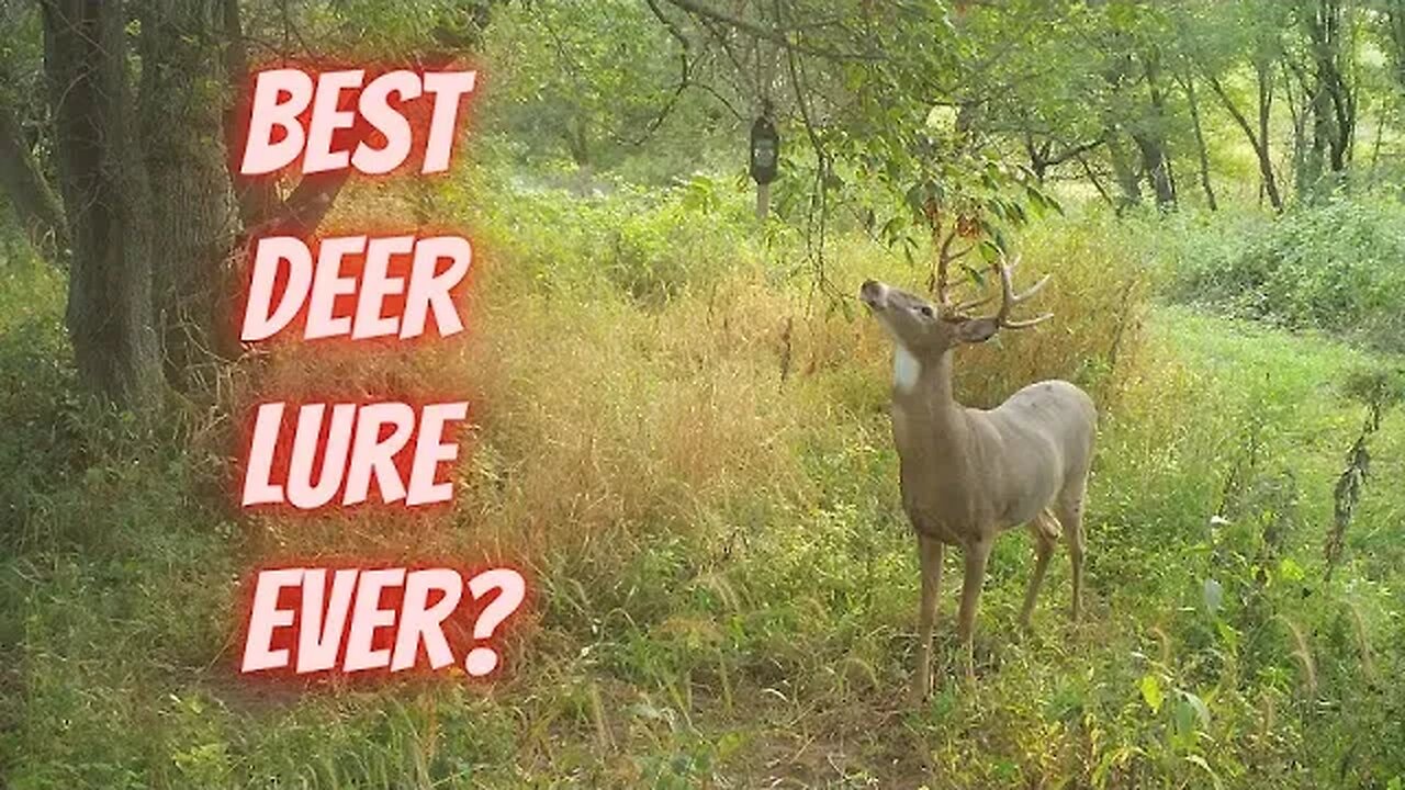 My favorite deer lure for 30 years | Here's why