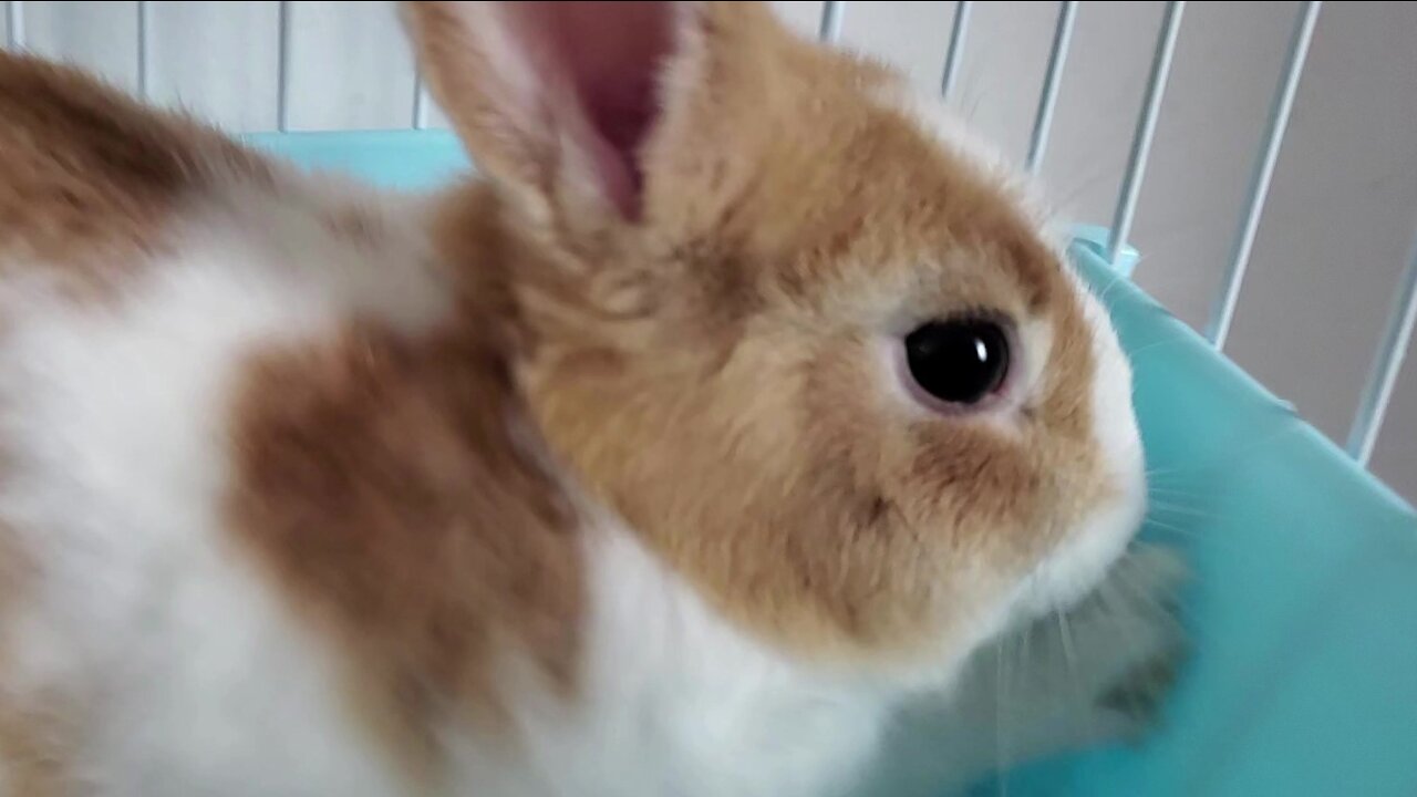 It's a lot of pressure to be a rabbit. Rub your paws against the toilet