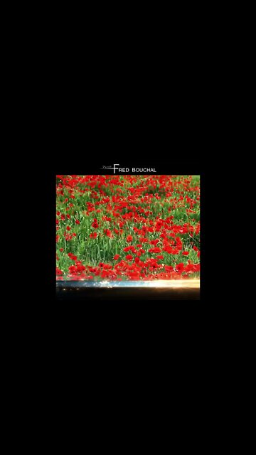 #music #inspiring #orchestral #filmmusic #animemusic #soundtrack