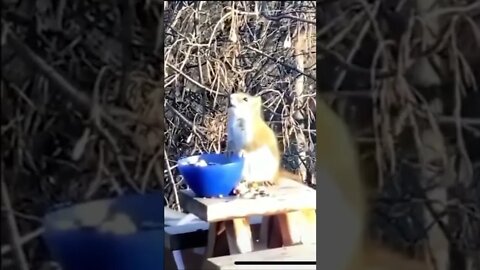Squirrel tripping on edibles