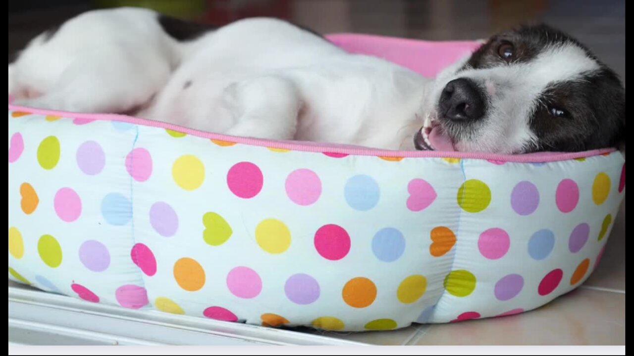 DOGS CRAZY MOMENT
